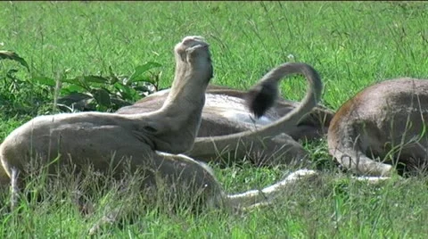 Marsh Pride of Lions Stock Footage 12527768