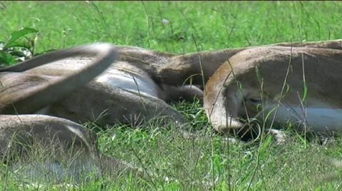 Marsh Pride of Lions Stock Footage 12527789