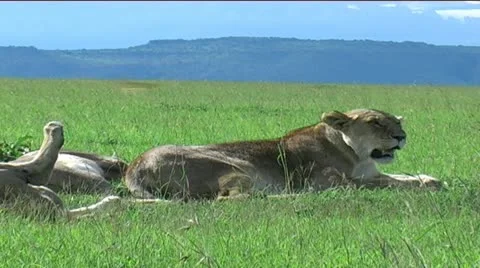 Marsh Pride of Lions Stock Footage 12527794