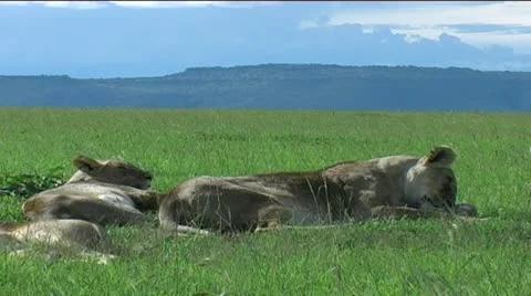 Marsh Pride of Lions Stock Footage 12527940
