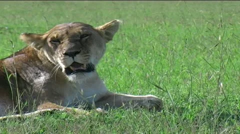 Marsh Pride of Lions Stock Footage 12532638