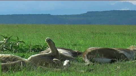 Marsh Pride of Lions Stock Footage 12532666