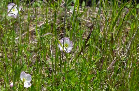 Marsh Primrose Flowers Stock Photos