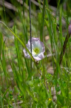 Marsh Primrose Stock Photos