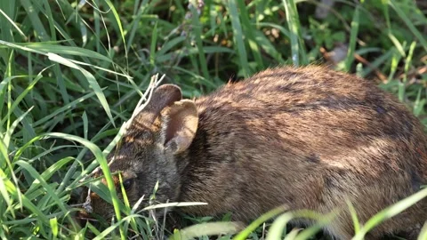 Marsh Rabbit Eating and Walking in Long Grass Stock Footage 303458302