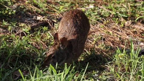 Marsh Rabbit Eating and Walking in Long Grass Video stock 303458310
