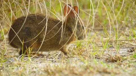 Marsh Rabbit Stock Footage 75454119