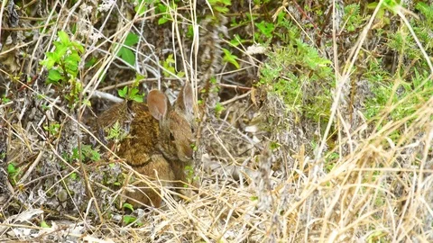Marsh Rabbit Stock Footage 75690456