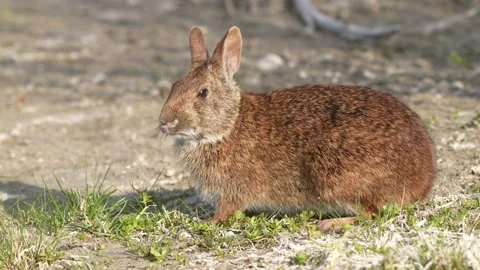 Marsh Rabbit Vídeo Stock 154134866