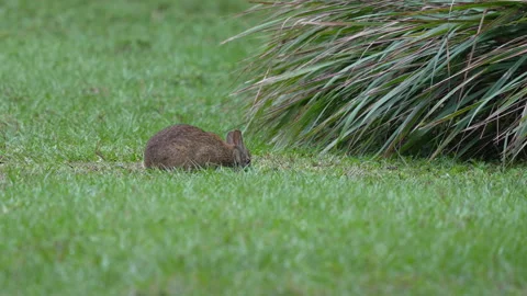 MARSH RABBIT Stock Footage 273262536