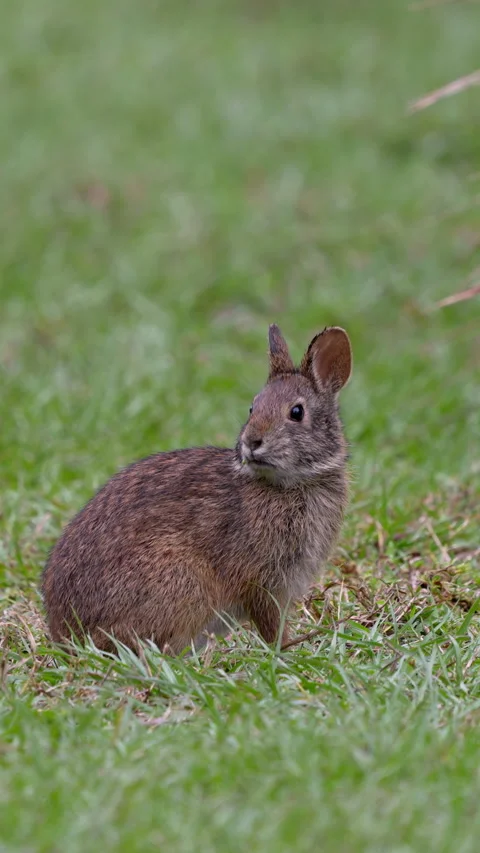 MARSH RABBIT Stock Footage 280793186