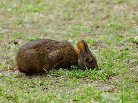 Marsh Rabbit Foraging in Grassy Area of Wetlands Stock Photos