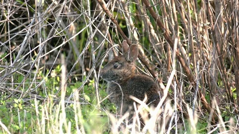 Marsh Rabbit, hidden among grasses, grooming, feeding, SE USA Stock Footage