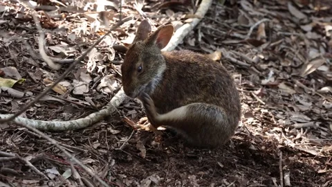 Marsh Rabbit Itching With Back Foot 스톡 동영상 294382117