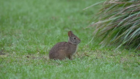 MARSH RABBIT MEDIUM SHOT Stock Footage 273263641