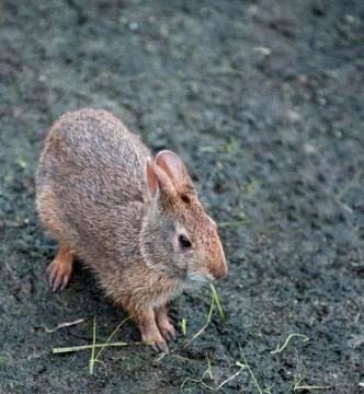 Marsh rabbit Stock Photos