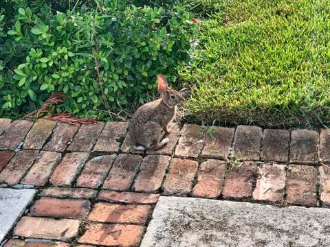 Marsh Rabbit running Stock Photos