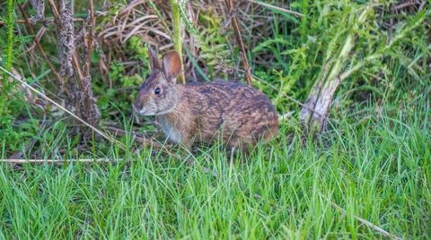 Marsh Rabbit running Stock Photos