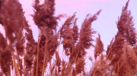 Marsh reeds 1 Stock Footage 48897931