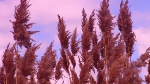 Marsh reeds 2 動画素材 48897909