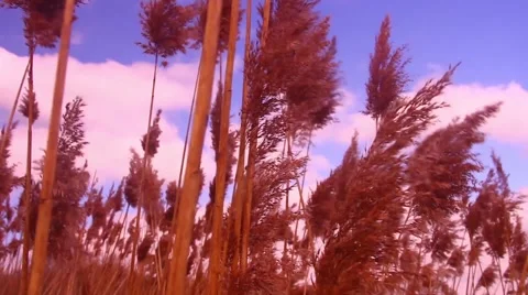 Marsh reeds 3 Stock Footage 48897924