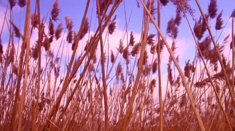 Marsh reeds 4 動画素材 48897910