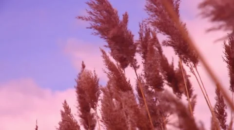 Marsh reeds 5 動画素材 48897911