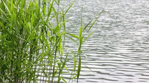 Marsh reeds Stock Footage 22042543