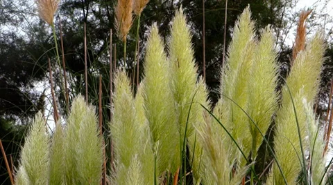 Marsh reeds Stock Footage 34348306