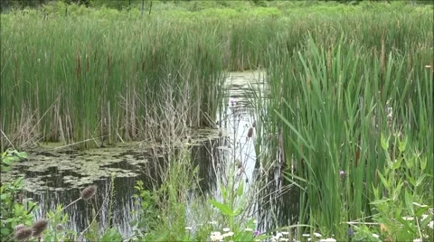 Marsh With Reeds Stock Footage 51636508