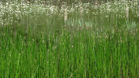 Marsh reeds moved by the light wind in the pond of San Benedetto in Perillis Stock Footage 246049765