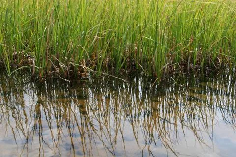 Marsh reeds Stock-Fotos
