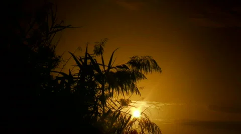 Marsh reeds at sunset Stock Footage 309329