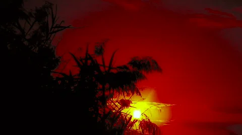 Marsh reeds at sunset Stock Footage 309882