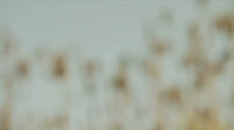 Marsh Reeds In Wind 1 Stock-Footage 8835175