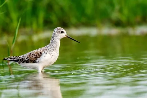 Marsh Sandpiper Stock Photos