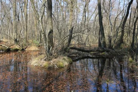 Marsh in spring forest Stock-Fotos
