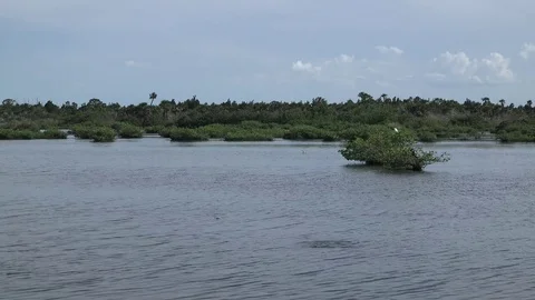 Marsh Static with Birds 動画素材 77410368