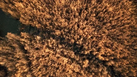 Marsh Sunrays Cold Haze Top Down Shaky Video stock 201480875