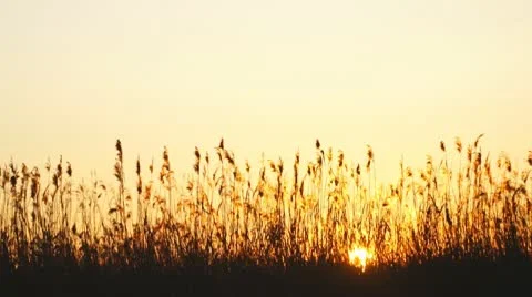 Marsh Sunrise 스톡 동영상 10311463