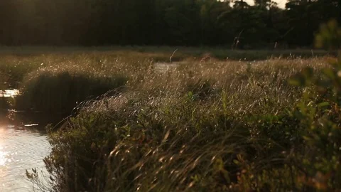 Marsh at Sunset Vídeo Stock 79666142