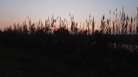 Marsh at sunset Stock Footage