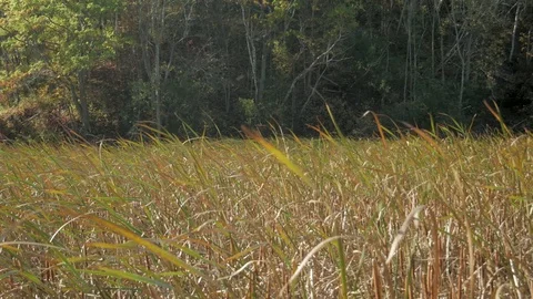 Marsh Tall Grass 2 Stock Footage