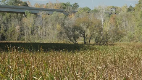 Marsh Tall Grass Vídeo Stock 96728568