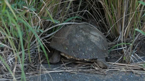 Marsh Terrapin - Freshwater Turtle Stock Footage 122111826
