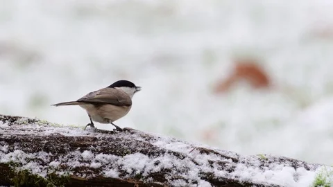 Marsh tit and a blue tit search feed on the wood, winter Stock Footage 104329900