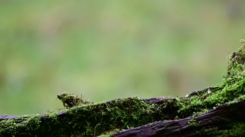 Marsh tit and a blue tit searchs food on the deadwood Stock Footage 138003542