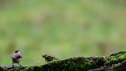 Marsh tit and a coal tit searchs food on the deadwood Stock Footage 138001791