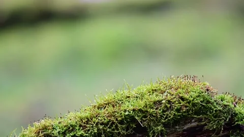 Marsh tit and a coal tit searchs food on the deadwood Stock Footage 139470625