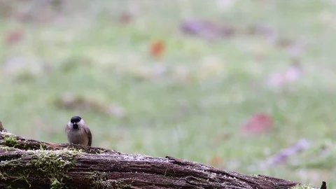 Marsh tit and a crested tit search feed on the wood, winter Stock Footage 104548531